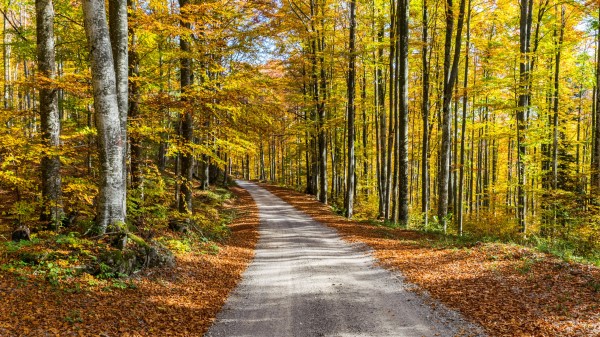 Road Autumn Trees Image Wallpaper