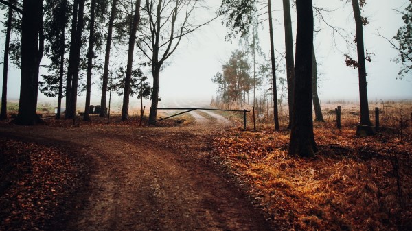 Road Barrier Trees Wallpaper