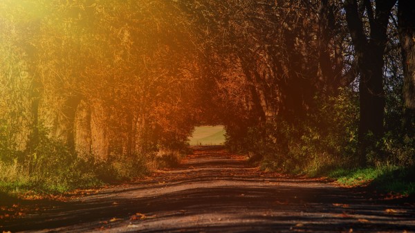 Road Branches Autumn Wallpaper