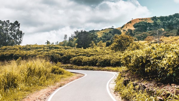 Road Bushes Marking Image Wallpaper