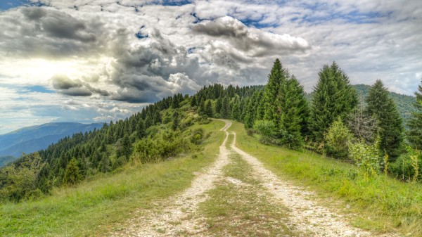 Road Distance Forest Wallpaper