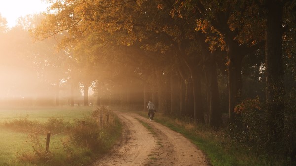 Road Fog Trees Ff Wallpaper