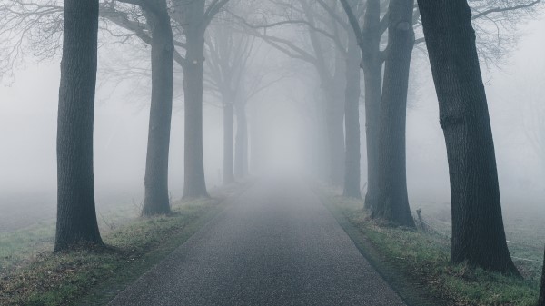 Road Fog Trees Wallpaper