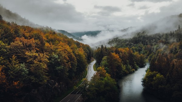 Road Forest Autumn Image Wallpaper