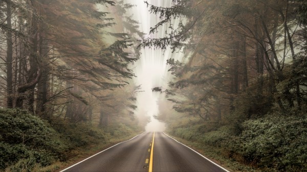 Road Forest Distortion Wallpaper