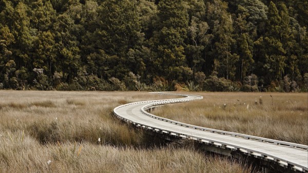 Road Forest Grass Wallpaper