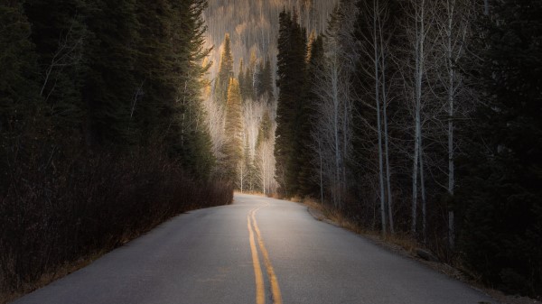 Road Forest Hill Wallpaper