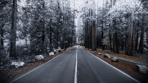 Road Forest Marking Wallpaper