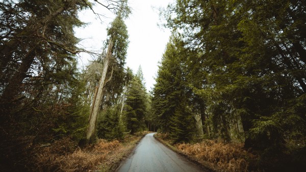 Road Forest Park Wallpaper