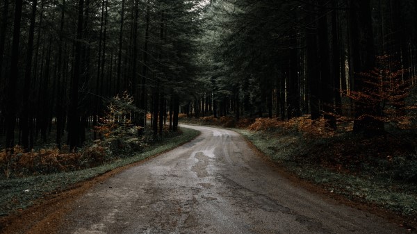 Road Forest Pines Wallpaper