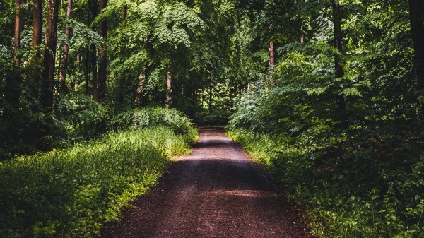Road Forest Trees G Wallpaper