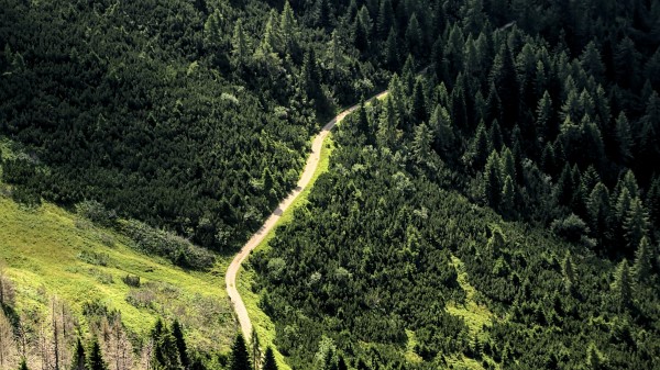 Road Forest Trees Image Wallpaper