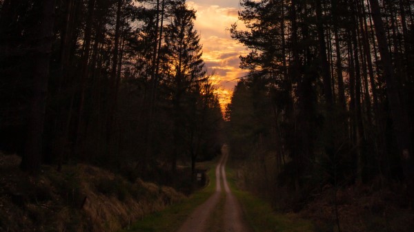 Road Forest Trees Wallpaper