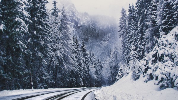 Road Forest Turn Wallpaper