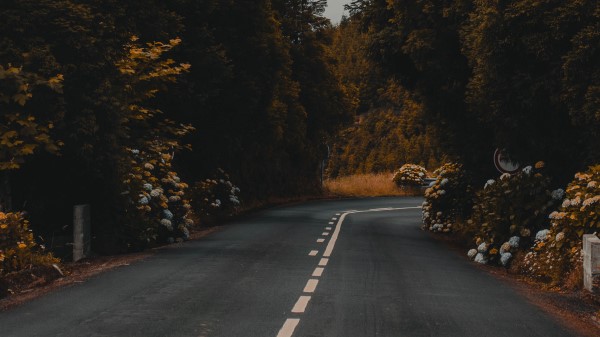 Road Marking Bushes Wallpaper
