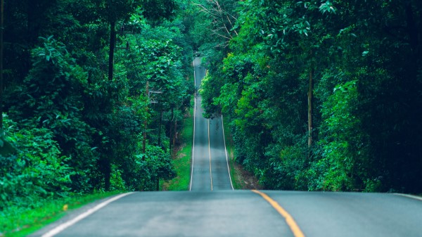 Road Marking Trees Fff Wallpaper