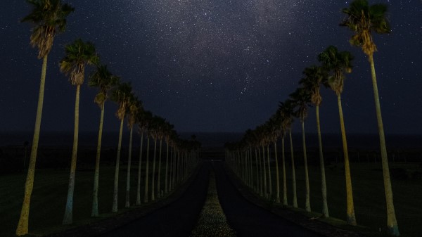 Road Palm Trees Night Wallpaper