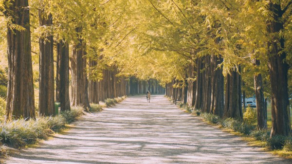 Road Path Alley Wallpaper