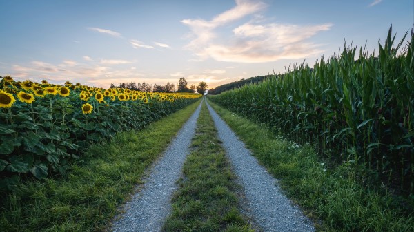 Road Sunflower Grass Wallpaper