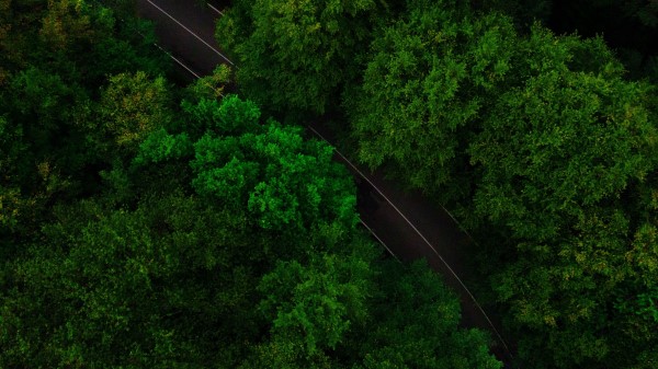Road Trees Aerial View Wallpaper