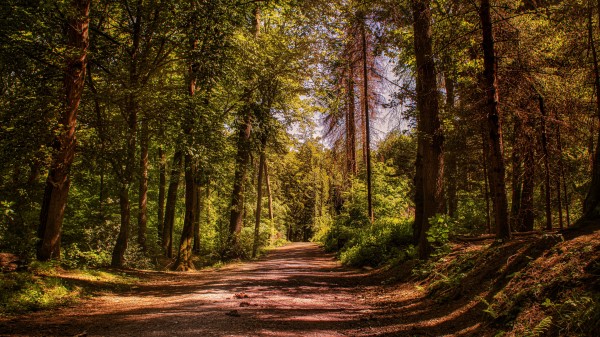 Road Trees Alley Wallpaper