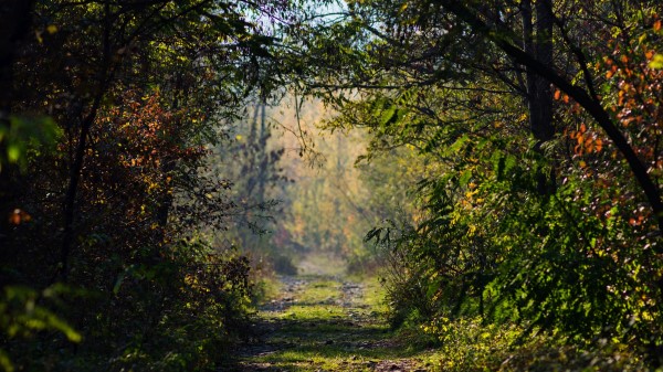 Road Trees Branches Wallpaper