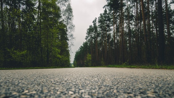 Road Trees Close Up Wallpaper