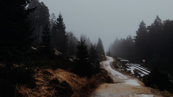 Road Trees Fog H Wallpaper