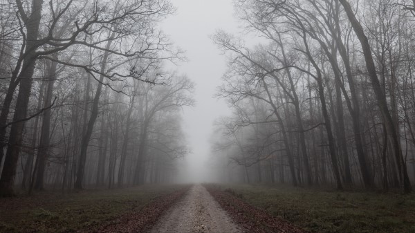 Road Trees Fog Image Wallpaper