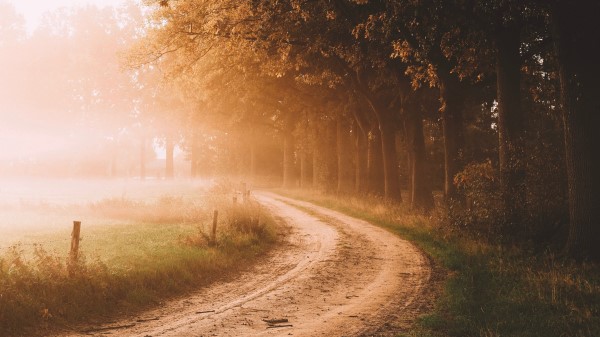 Road Trees Fog wallpaper