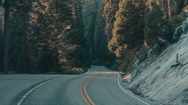 Road Trees Forest H Wallpaper