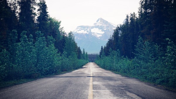 Road Trees Forest Marking Wallpaper