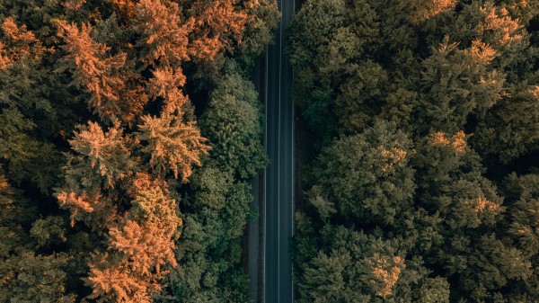Road Trees Forest Wallpaper