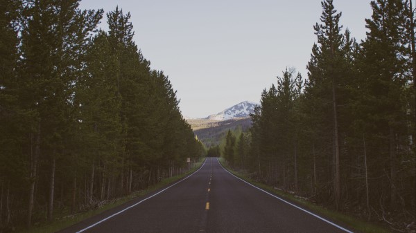 Road Trees Marking Wallpaper