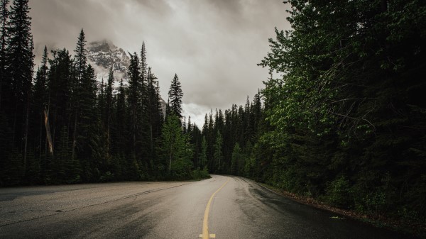 Road Trees Nature Wallpaper