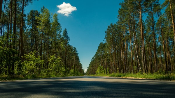 Road Trees Summer Wallpaper