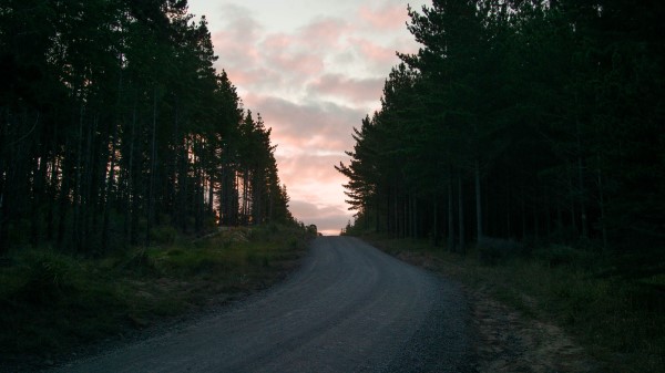 Road Trees Sunset Wallpaper