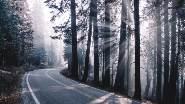 Road Turn Fog Wallpaper