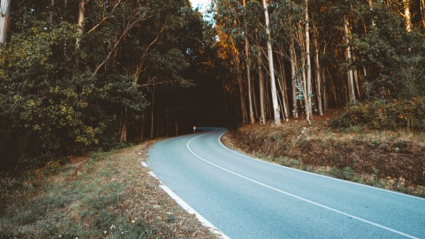 Road Turn Trees H Wallpaper
