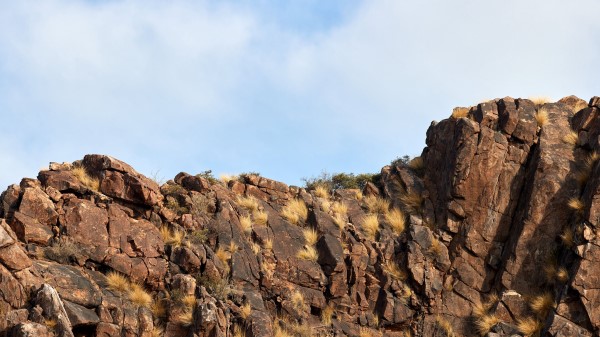 Rock Stone Bushes Wallpaper