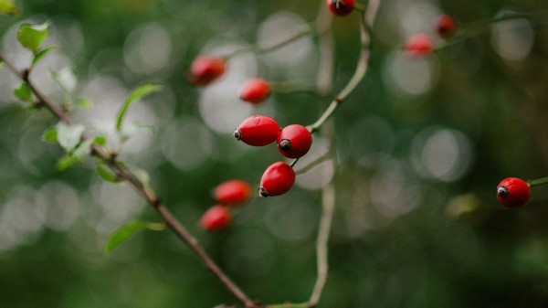 Rose Hip Bush Plant Wallpaper