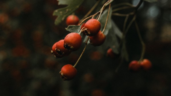 Rosehip Bush Plant Wallpaper