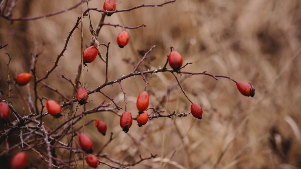 Rosehip Bush Prickly Wallpaper