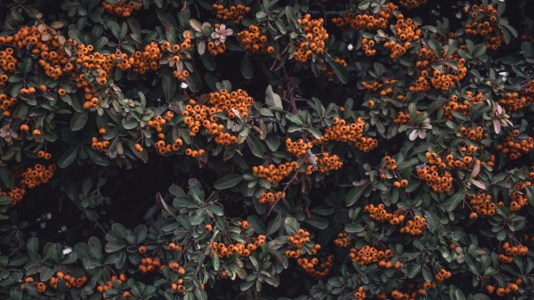 Rowan Berries Grones Wallpaper