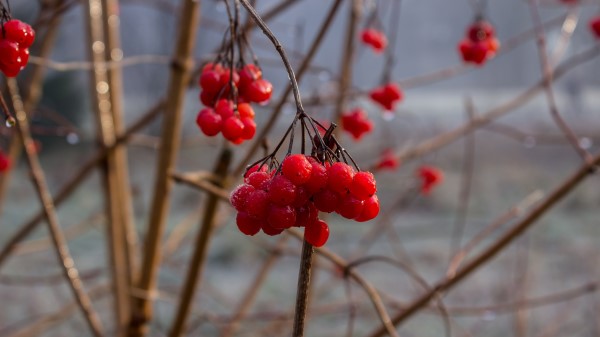 Rowan Berry Branch Wallpaper