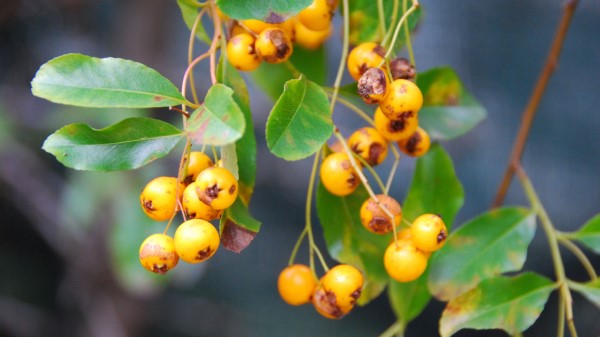 Rowan Branch Berries H Wallpaper