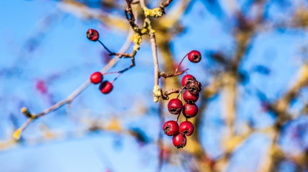 Rowan Branch Close Up Wallpaper