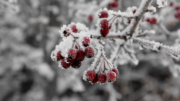Rowan Frost Hoarfrost Wallpaper