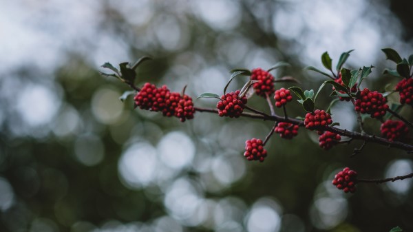 Rowanberry Berries Branch Wallpaper