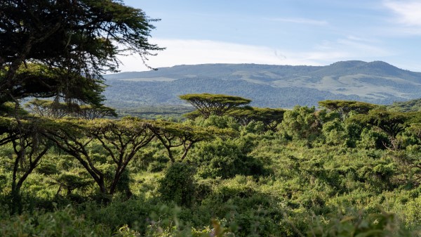 Safari Bushes Hills Wallpaper